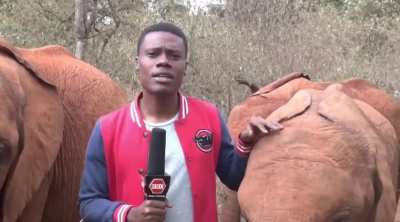 Mischievous Baby Elephant Interrupts Reporter