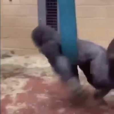 Monke