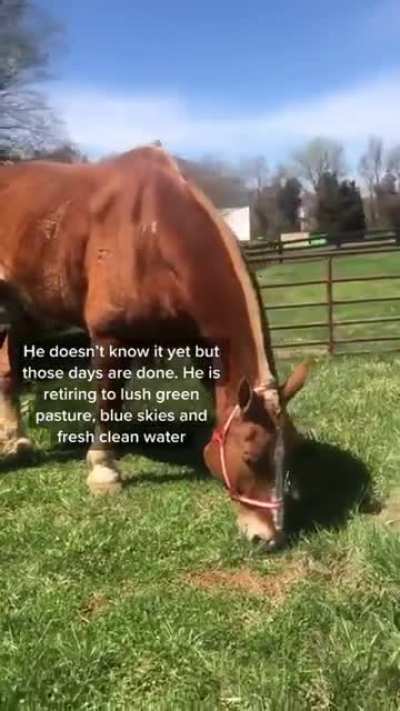 Horse gets a new home