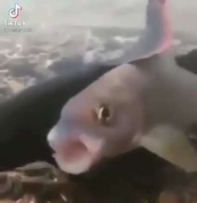 Blursed fish seizure