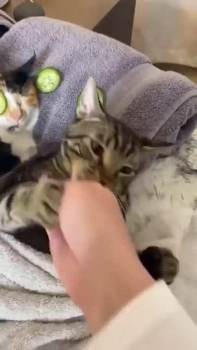 Amazing cats