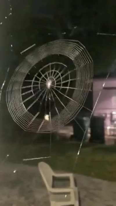 Spider 🕷 weaving a web