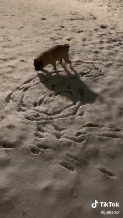 A pug writing in the snow