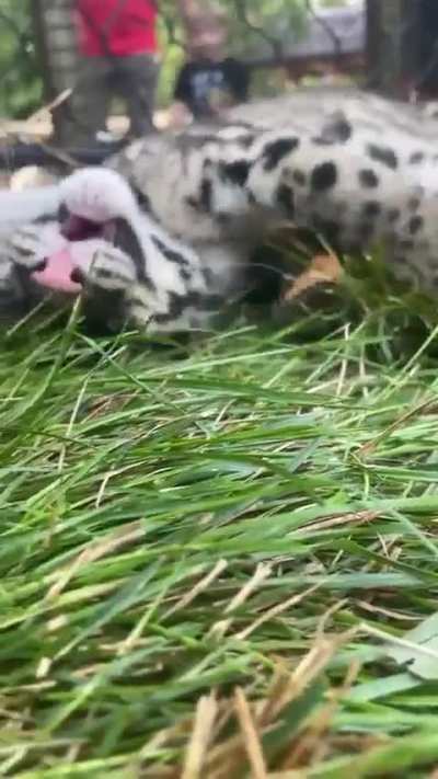 cloudy little big cats