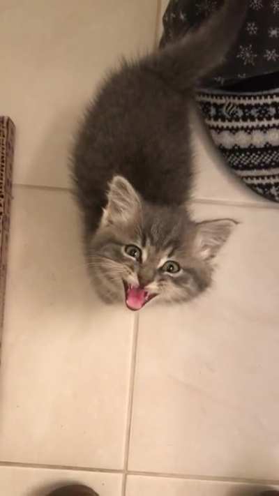 Our new foster (failure) demands immediate snuggles