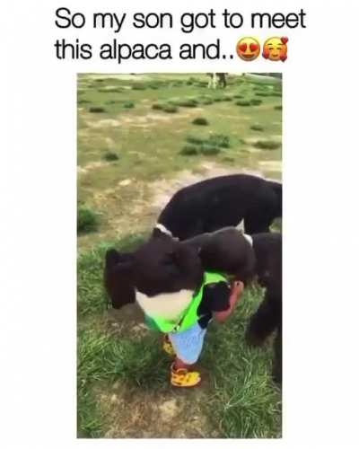 Animals are the best