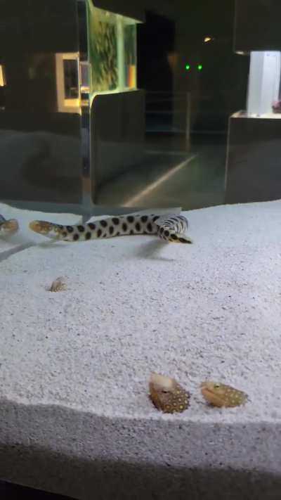 Eel slap