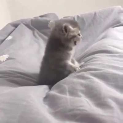 Meow MEOW MEEE-