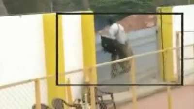 Chaos ensues as Leopard enters Indian School