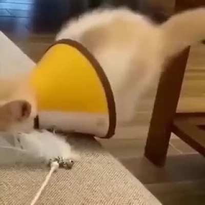 After working its cute reaction.