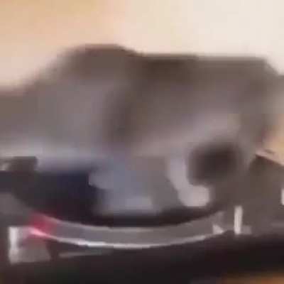 Catt