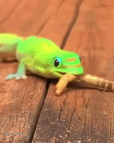 Hungry gold dust day geckos
