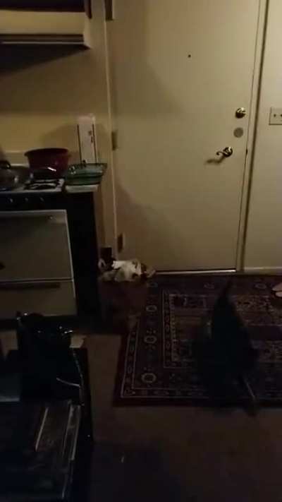 My Girlfriends cat usually aces this run up the door, not this time..