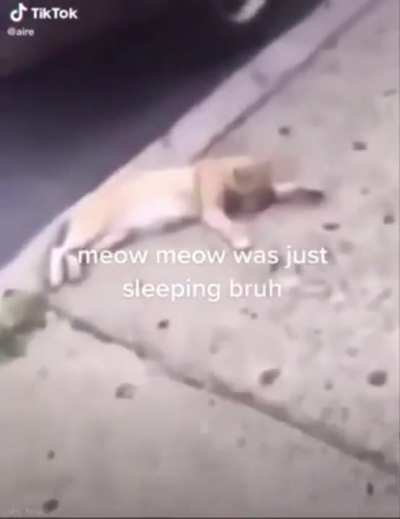 meow meow