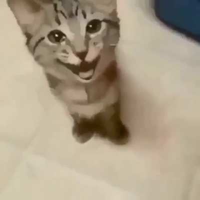 MAAU - Video #9233