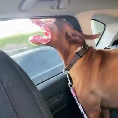 Nothing like the wind in your jowls