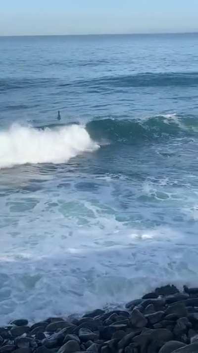 Caught these kooks trying to surf in La Jolla