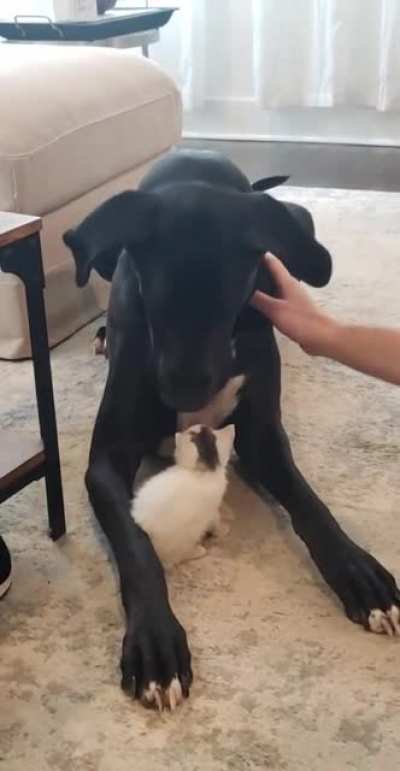 Great Dane meets rescue kitten