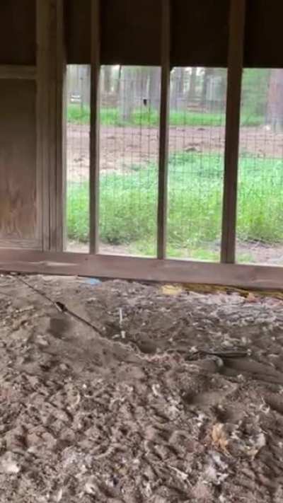 Cowboy kid ropes a snake in a chicken coop