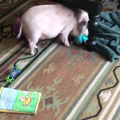 Marshal playing with one of his toys