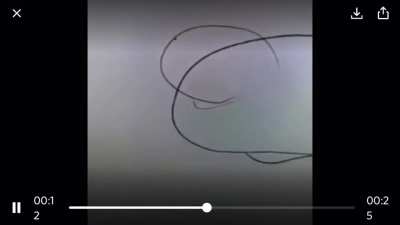 how to draw a cat