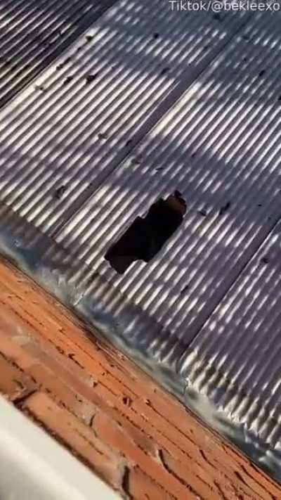 To jump on a 