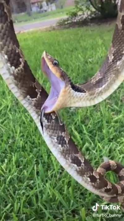 Eastern hognose