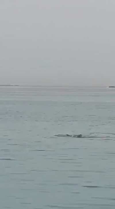 Recent shark attack in Egypt