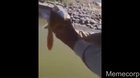 Poor fish