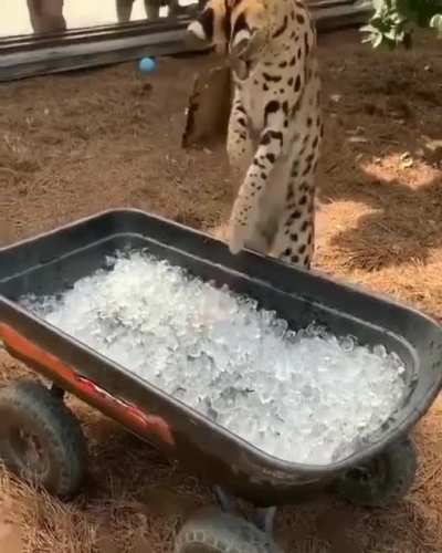 Woah that’s cool!