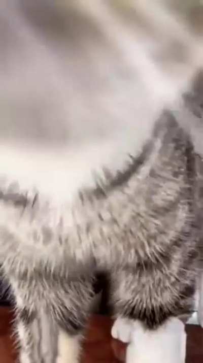Gato fdp