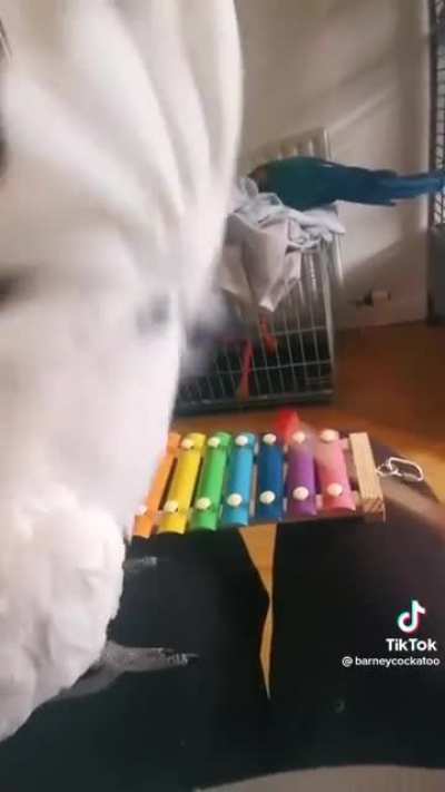 Parrot parties wild