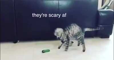 Cats Vs Cucumbers