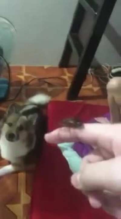 F for the child
