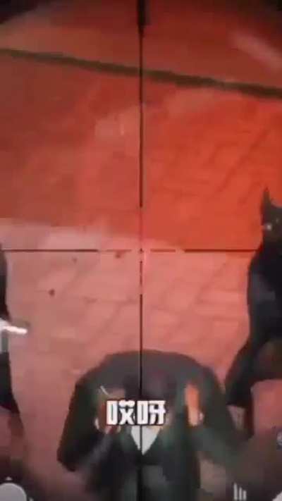 World of dogs