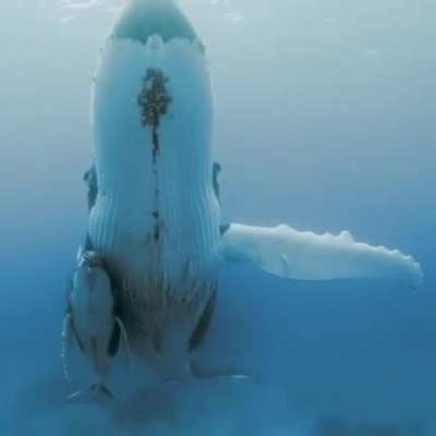 🔥 Mama Whale & Baby Whale together 🔥