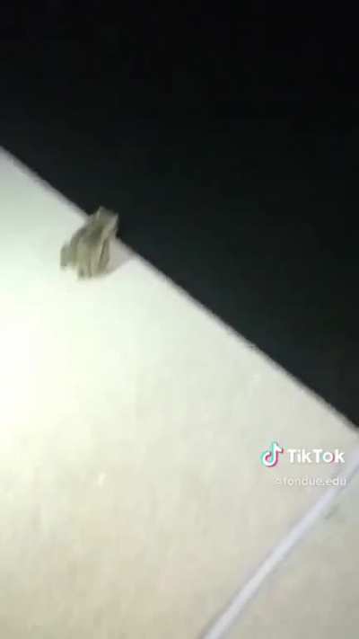 RIP Mr. Toad