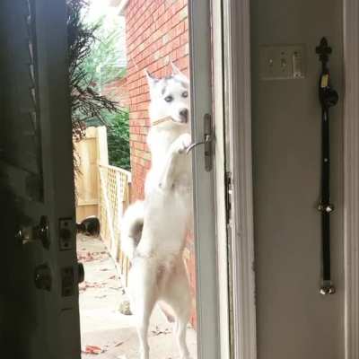 Who let the dogs in? This guy...