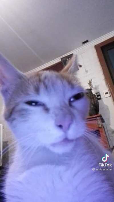 Que pedo banda mi gato fumó foco y se volvió tiktoker y además bien basado andá