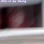 Screaming cat