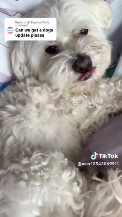 Dogs Update 
