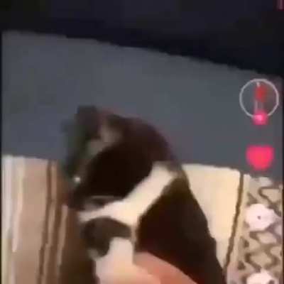 gato 🐈