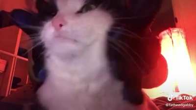 Kittens be catting