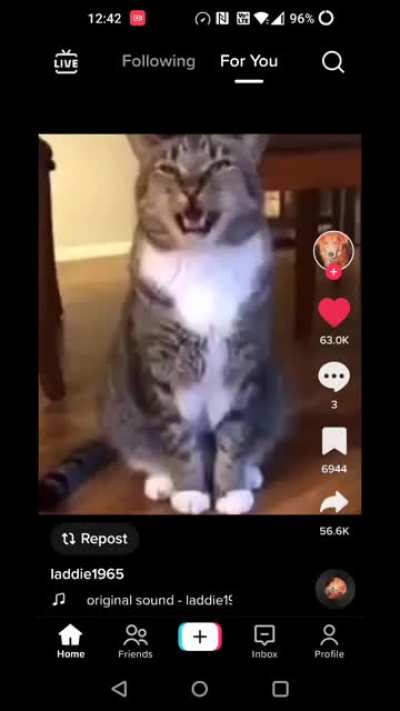 talking cats