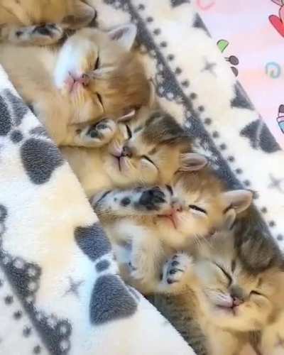 Кучку котиков вам