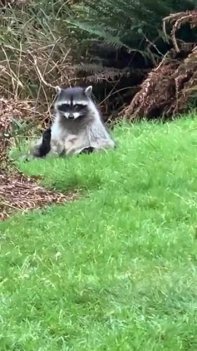 TRASH(Y) PANDA