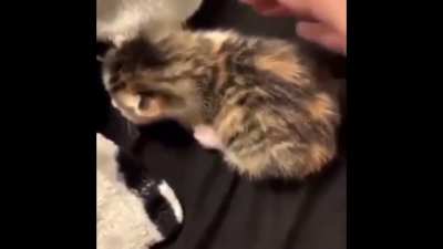 Don’t touch the kitten