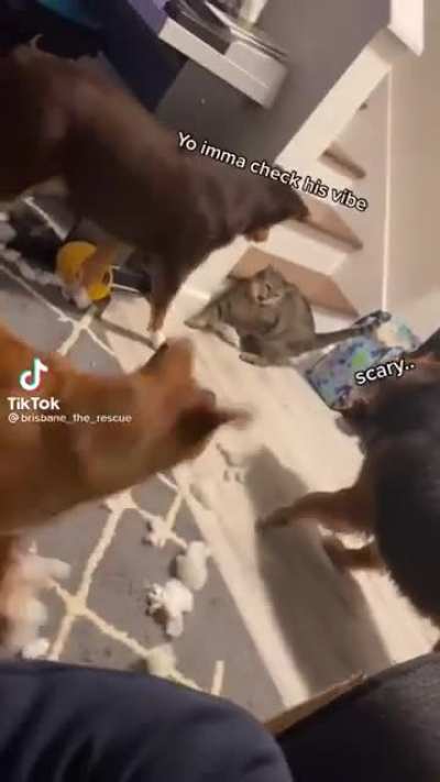 BAD VIBES