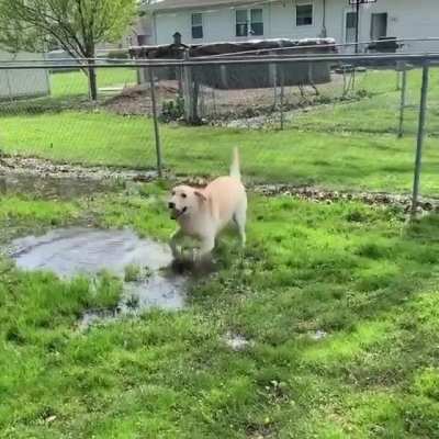 Blind dog after discovering puddle.