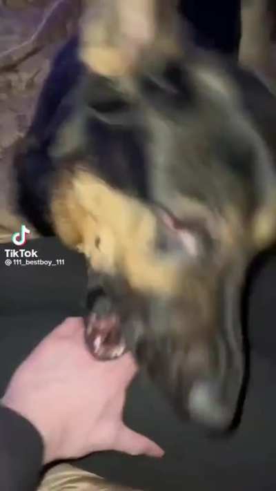 Dog